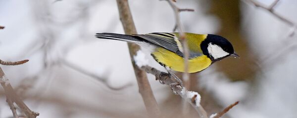 Синица - Sputnik Беларусь