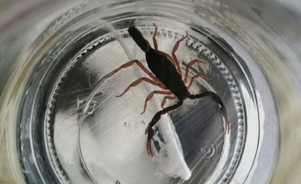 Скорпион из Баранович - Sputnik Беларусь