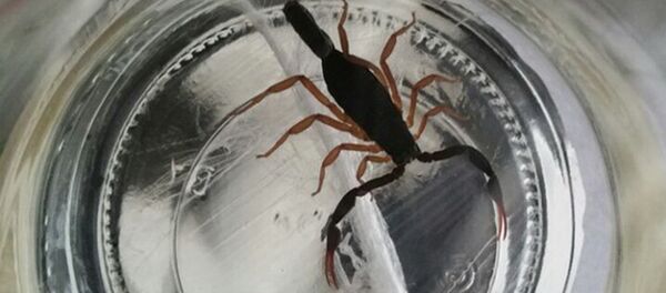 Скорпион из Баранович Скорпион из Баранович - Sputnik Беларусь