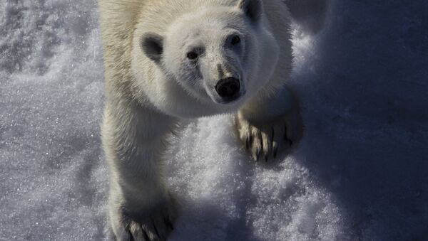Белый медведь в Арктике - Sputnik Беларусь