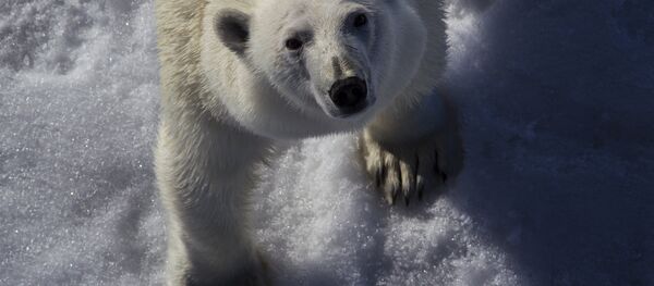 Белый медведь в Арктике Белый медведь в Арктике - Sputnik Беларусь