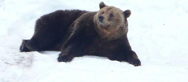 Буры мядзведзь Буры мядзведзь - Sputnik Беларусь