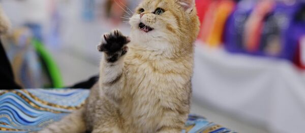 Выставка кошек Гран-при Royal Canin в Москве - Sputnik Беларусь
