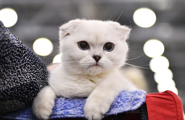 Выставка кошек Гран-при Royal Canin в Москве - Sputnik Беларусь