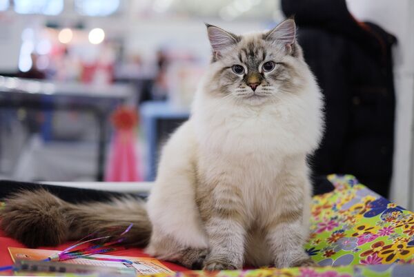 Выставка кошек Гран-при Royal Canin в Москве - Sputnik Беларусь