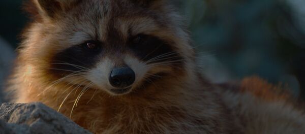 Енот - Sputnik Беларусь