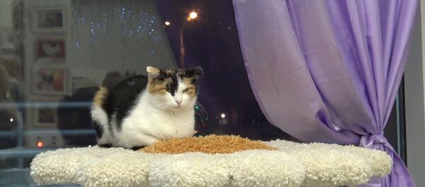 Фестиваль КСТАТИ. Точки пересечения в минском Музее кота Фестиваль КСТАТИ. Точки пересечения в минском Музее кота - Sputnik Беларусь