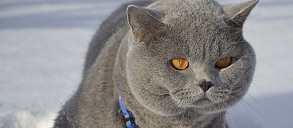 Кот гуляет по снегу - Sputnik Беларусь