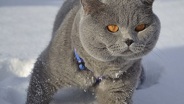 Кот гуляе па снегу - Sputnik Беларусь