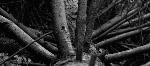 Спиленные деревья - Sputnik Беларусь