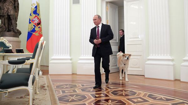 Президент РФ Владимир Путин с собакой Юмэ породы акита-ину перед началом интервью в Кремле  - Sputnik Беларусь