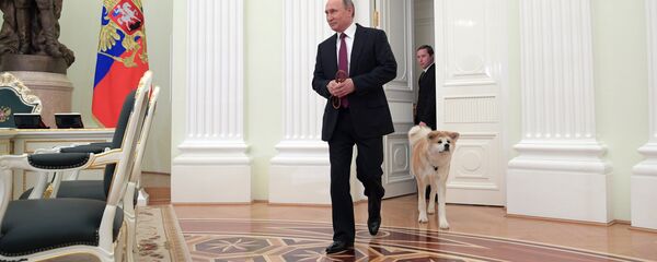 Президент РФ Владимир Путин с собакой Юмэ породы акита-ину перед началом интервью в Кремле телекомпании Ниппон и газете Иомиури - Sputnik Беларусь