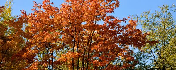 Осенний парк - Sputnik Беларусь