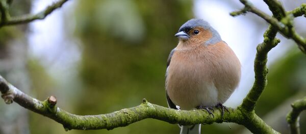 Зяблик - Sputnik Беларусь