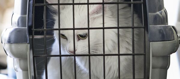 Кошка в переноске - Sputnik Беларусь