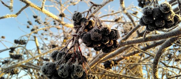 Кісель з марожанай ароніі будзе дарэчы Кісель з марожанай ароніі будзе дарэчы - Sputnik Беларусь