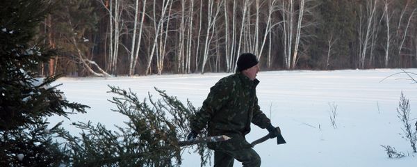 Заготовка елей - Sputnik Беларусь