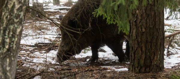 Кабан в лесу, архивное фото Кабан в лесу, архивное фото - Sputnik Беларусь