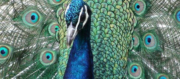 Павлин, архивное фото - Sputnik Беларусь