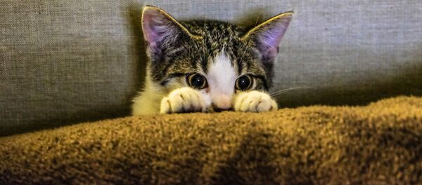 Кот - Sputnik Беларусь