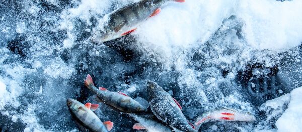 Зимняя рыбалка - Sputnik Беларусь