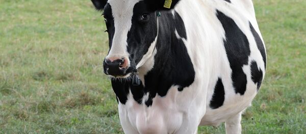 Корова Корова - Sputnik Беларусь