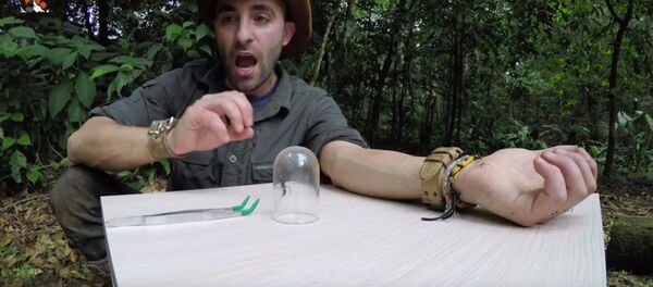 Экстремал испытал на себе самый болезненный укус насекомого - Sputnik Беларусь