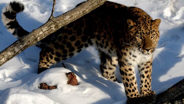 Дальневосточный леопард - Sputnik Беларусь