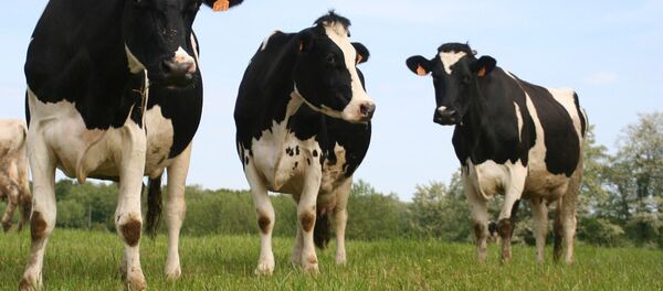 Коровы - Sputnik Беларусь