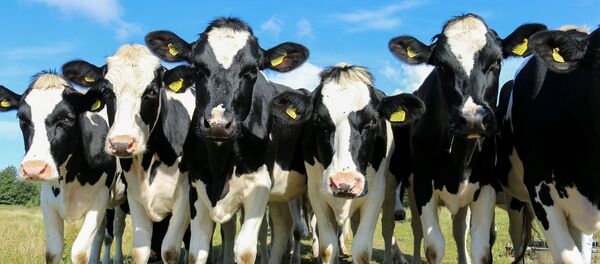 Коровы - Sputnik Беларусь