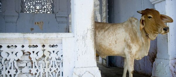 Карова ў Індыі Карова ў Індыі - Sputnik Беларусь