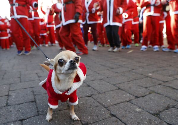 Собака в костюме Санта-Клауса - Sputnik Беларусь