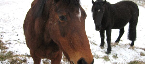 Лошади, архивное фото Лошади, архивное фото - Sputnik Беларусь
