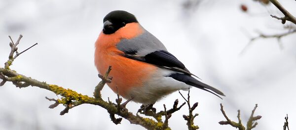 Снягір Снягір - Sputnik Беларусь