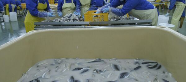 Цех по переработке рыбной продукции на совместном белорусско-германском предприятии ООО Санта-Бремор, расположенном в свободной экономической зоне Брест Цех по переработке рыбной продукции на совместном белорусско-германском предприятии ООО Санта-Бремор, расположенном в свободной экономической зоне Брест - Sputnik Беларусь