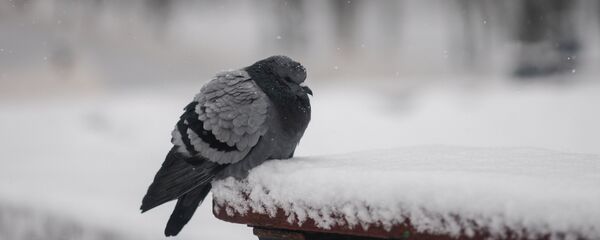 Голубь на скамейке - Sputnik Беларусь