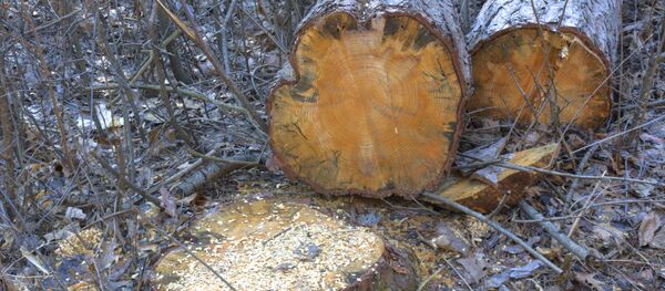 Спиленная сосна, архивное фото - Sputnik Беларусь