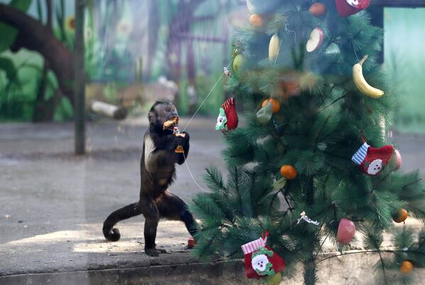 Обезьянка рада, что все подарочки на елке - прыгать и снимать их ей намного интереснее. - Sputnik Беларусь