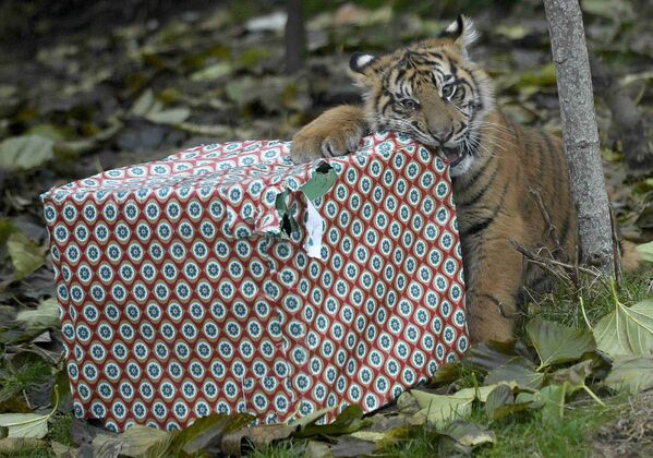 Суматранский тигр не спешит - удовольствие лучше растянуть, ведь следующий подарок будет не скоро. - Sputnik Беларусь