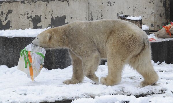Белый медведь решает, что вскрывать подарок лучше наедине - там наверняка что-то вкусное. - Sputnik Беларусь