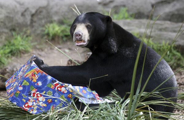 Малайский медведь удивлен не меньше вашего. - Sputnik Беларусь