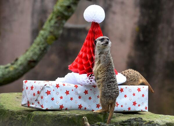 Подарочки любят все - даже животные в зоопарках. - Sputnik Беларусь