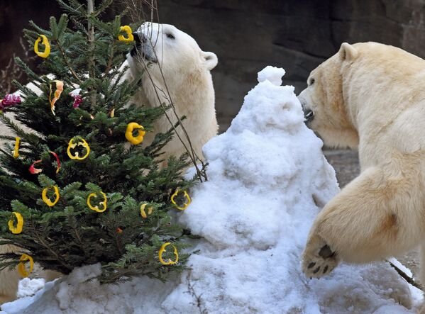 Полярные медведи оценили, как грамотно работники зоопарка украсили елочку. - Sputnik Беларусь