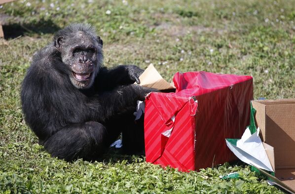 Шимпанзе искренне благодарен за подарочек. - Sputnik Беларусь