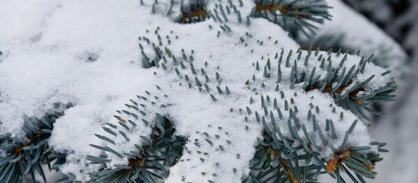 Декоративная ель зимой - Sputnik Беларусь