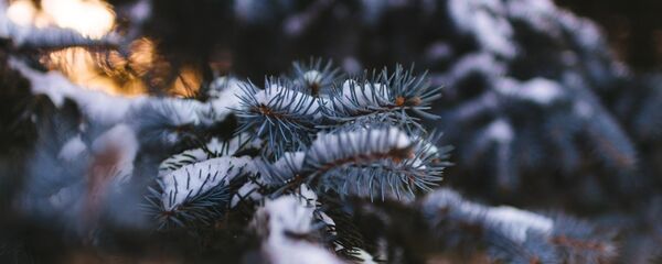 Іней на траве - Sputnik Беларусь