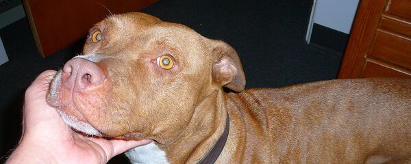 Собака породы Питбультерьер. Архивное фото - Sputnik Беларусь