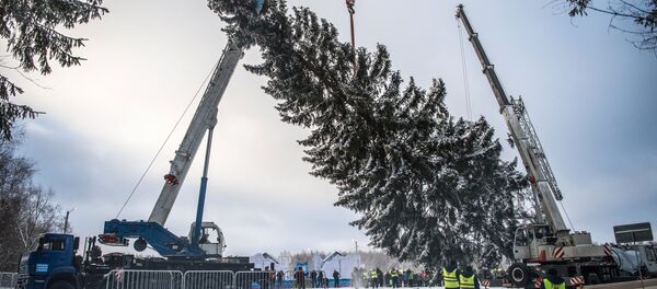 Рубка новогодней ели - Sputnik Беларусь
