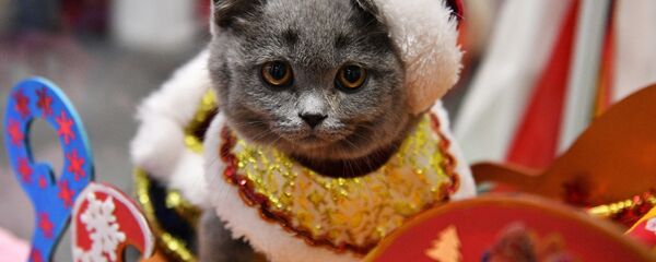 Выставка котят КоШарики Шоу в Москве - Sputnik Беларусь