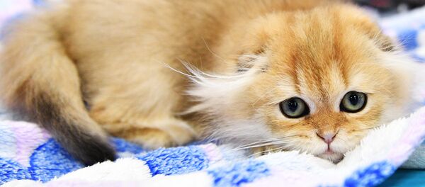 Выставка котят КоШарики Шоу в Москве Выставка котят КоШарики Шоу в Москве - Sputnik Беларусь